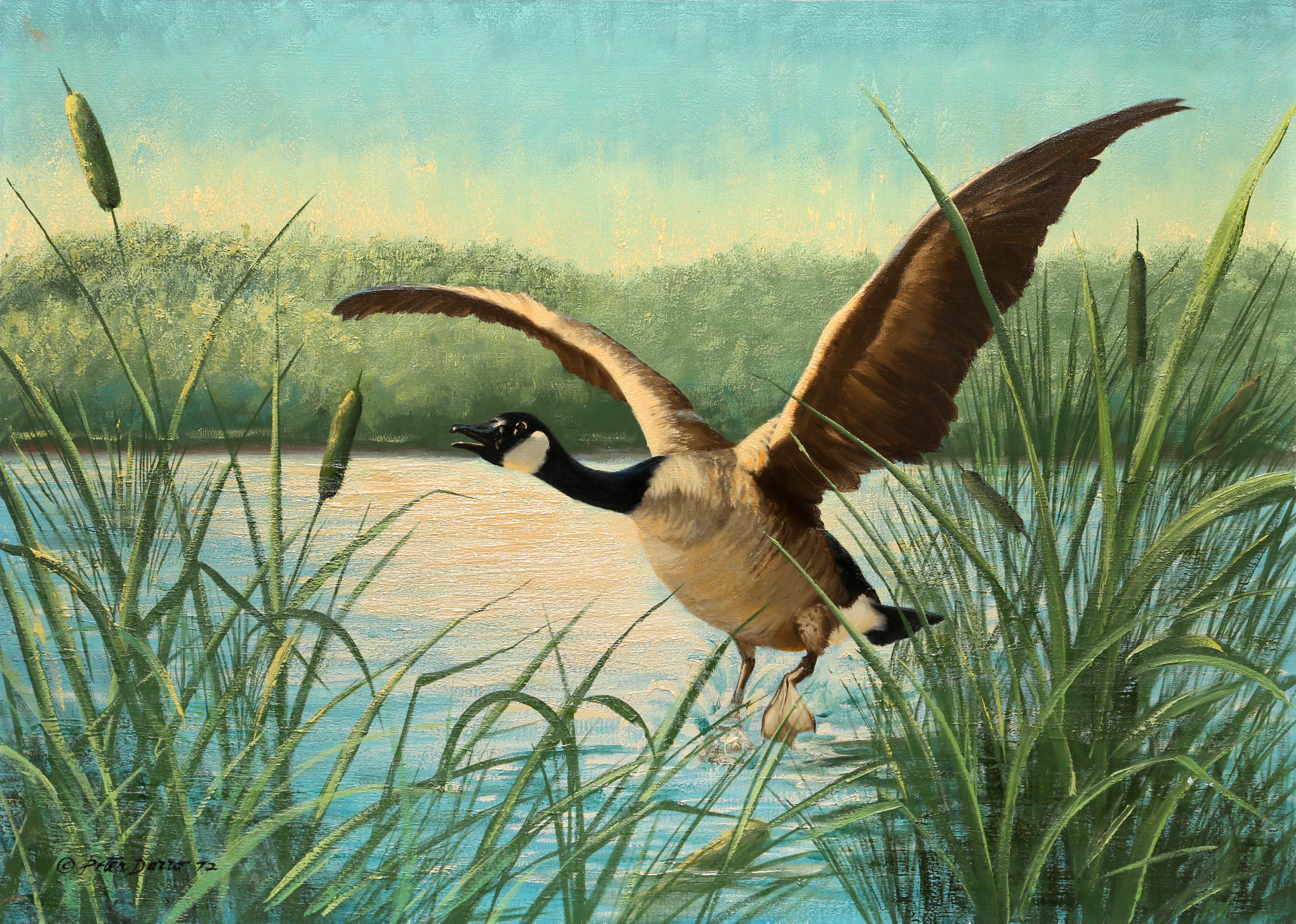 Canada Goose in Flight, Wildlife Painting by Peter Darro