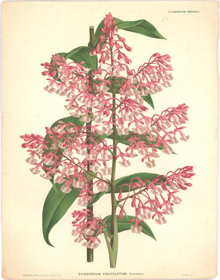Peter De Pannemaeker - Lithographie aus der Mitte des 19. Jahrhunderts, Epidendrum Paniculatum 1