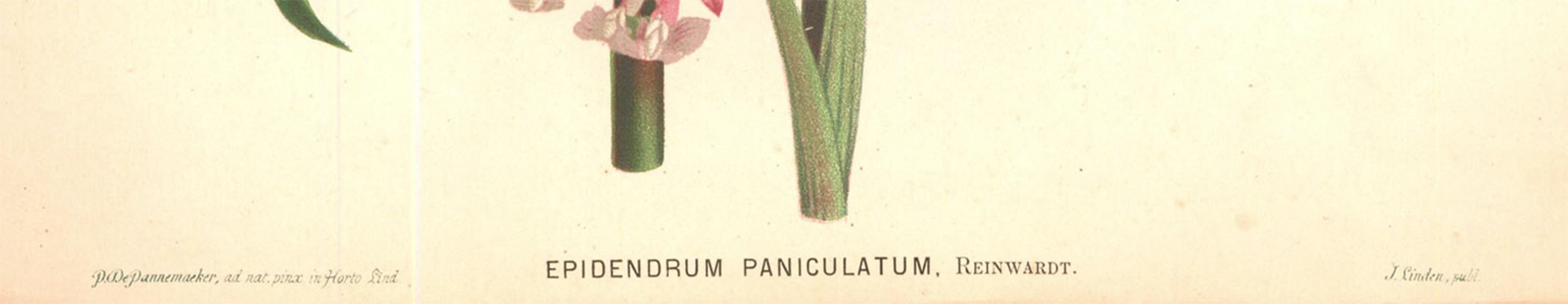 Peter De Pannemaeker - Lithographie aus der Mitte des 19. Jahrhunderts, Epidendrum Paniculatum 2