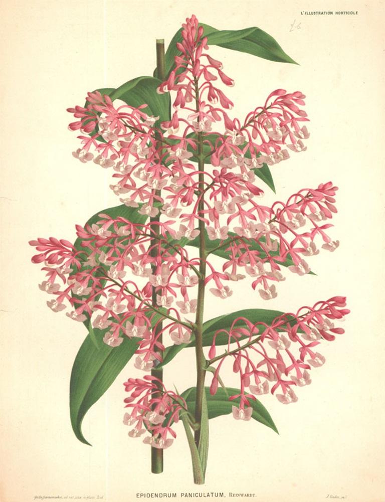 Eine auffällige Chromolithografie aus dem botanischen Buch L'Illustration Horticole, die sich als Sammlerstück eignet. Name des Künstlers und Blumenart in die Platte eingraviert. Auf dem Papier. 