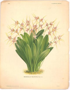 Peter De Pannemaeker - Mid 19th Century Lithograph, Masdevallia Polysticta