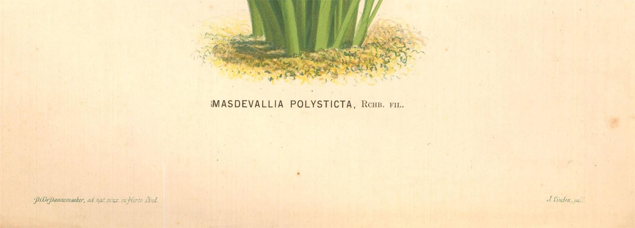Peter De Pannemaeker - Lithographie aus der Mitte des 19. Jahrhunderts, Masdevallia Polysticta im Angebot 2