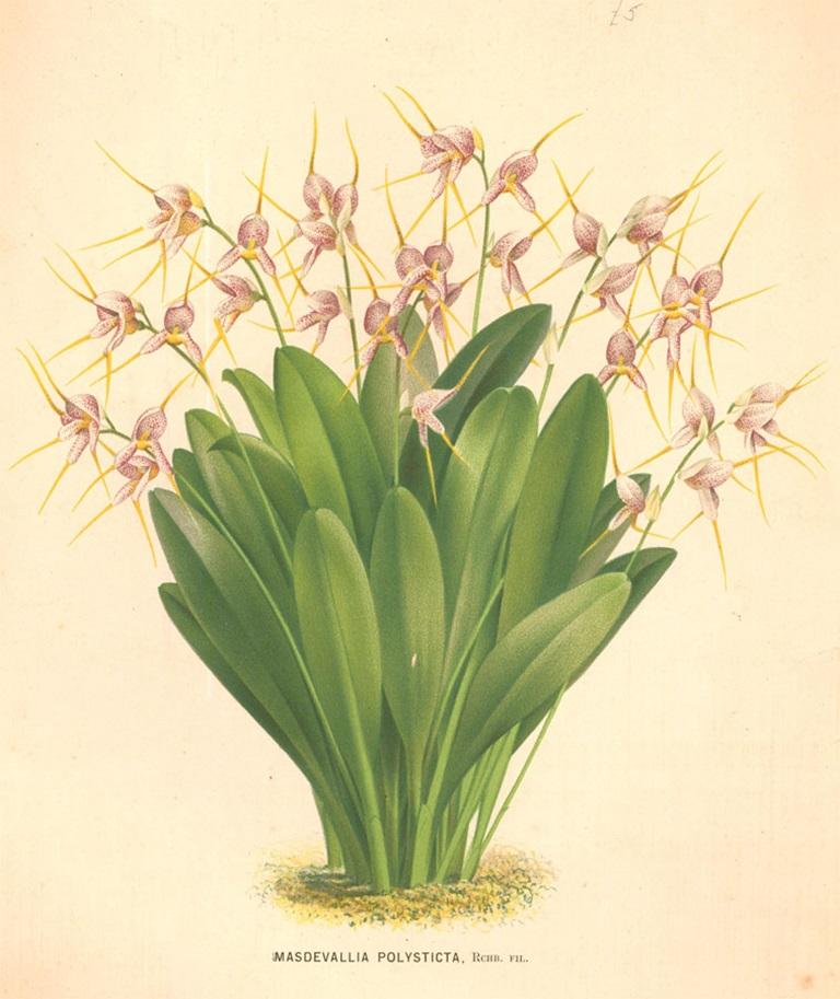 A charming, highly collectable chromolithograph from the 19th century book L'Illustration horticole. Artist name and flower species printed in plate. On paper. 