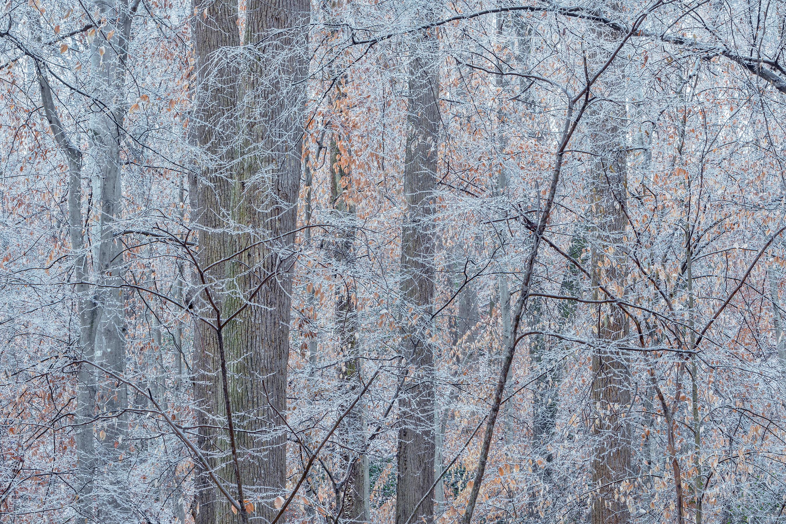 Peter Essick Abstract Photograph - "  Ice Storm, Fernbank Forest, January 7, 2017" - Landscape Photography