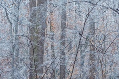 "  Tempête de glace, forêt de Fernbank, 7 janvier 2017 - Photographie de paysage