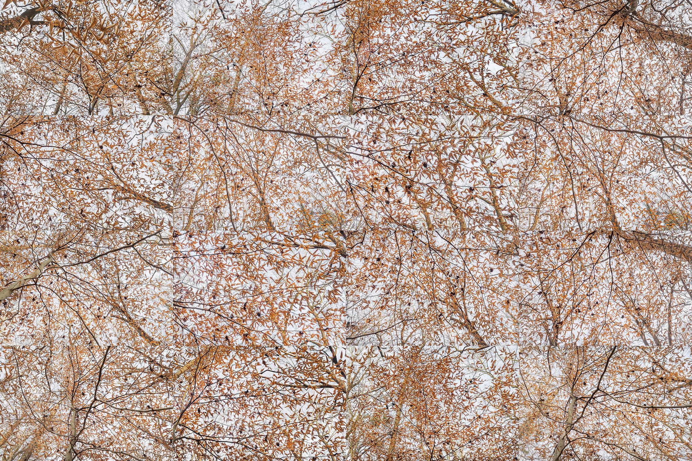 "Beech Trees, Fernbank Forest, Atlanta, Georgia X 16" - Abstract Landscape