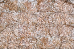 Trees de hêtre, forêt de Fernbank, Atlanta, Géorgie X 16 - Paysage abstrait