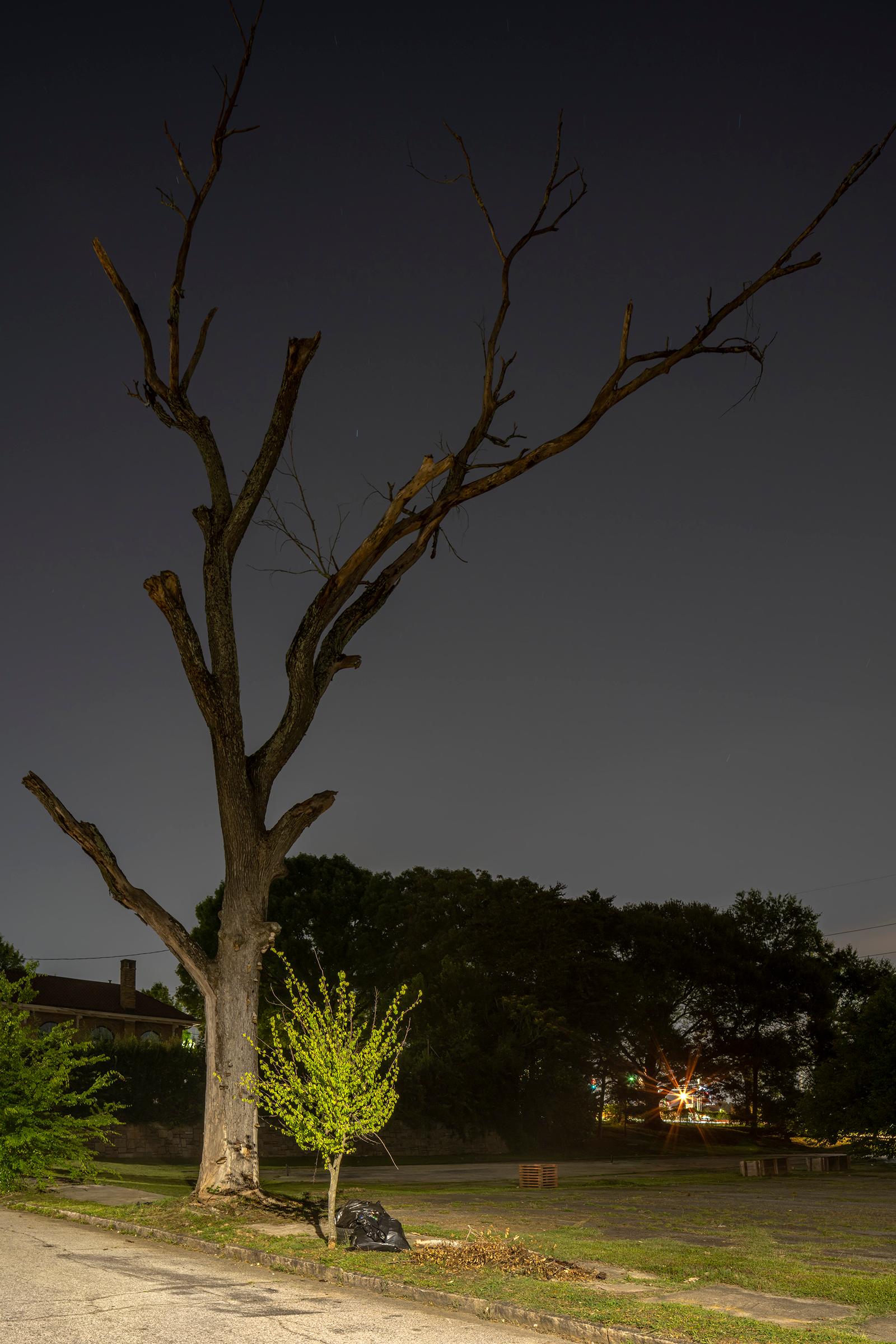 Color Photograph Peter Essick - Photographie de paysage « Dead Tree & American Hornbeam, Atlanta, GA » - Ray Metzker