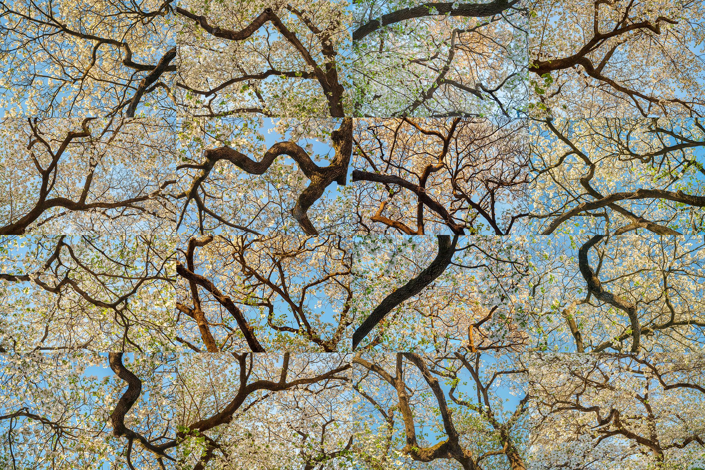 "Flowering Dogwood, Atlanta, Georgia X 16" Composite Image Photography - Cubism