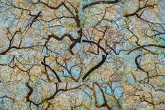 „Flowering Dogwood, Atlanta, Georgia X 16“ Komposit-Bildfotografie – Kubismus