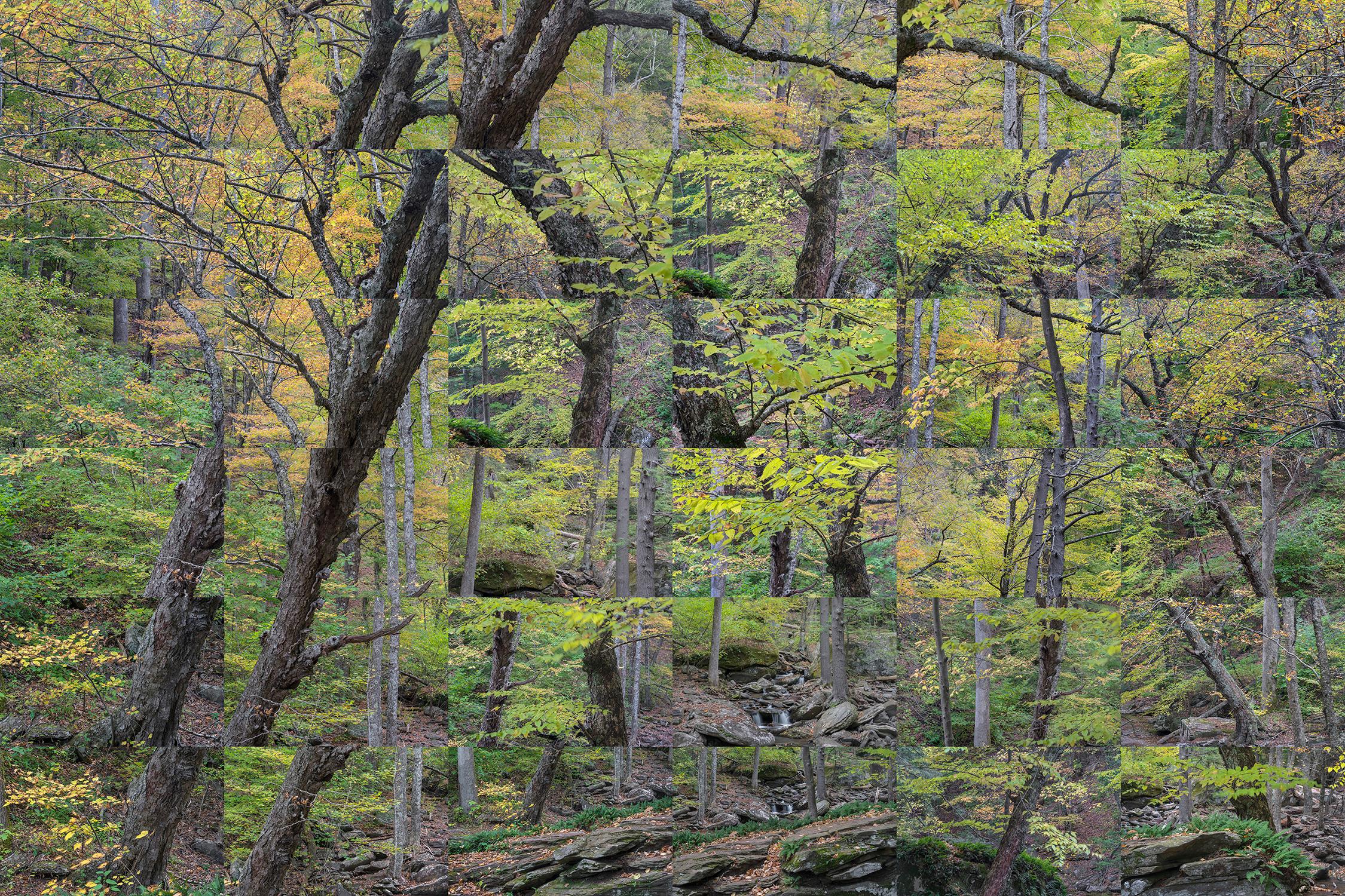 Peter Essick Abstract Photograph – „Forest, Kaaterskill, New York X 36“ – Komposit-Bildfotografie – Kubismus