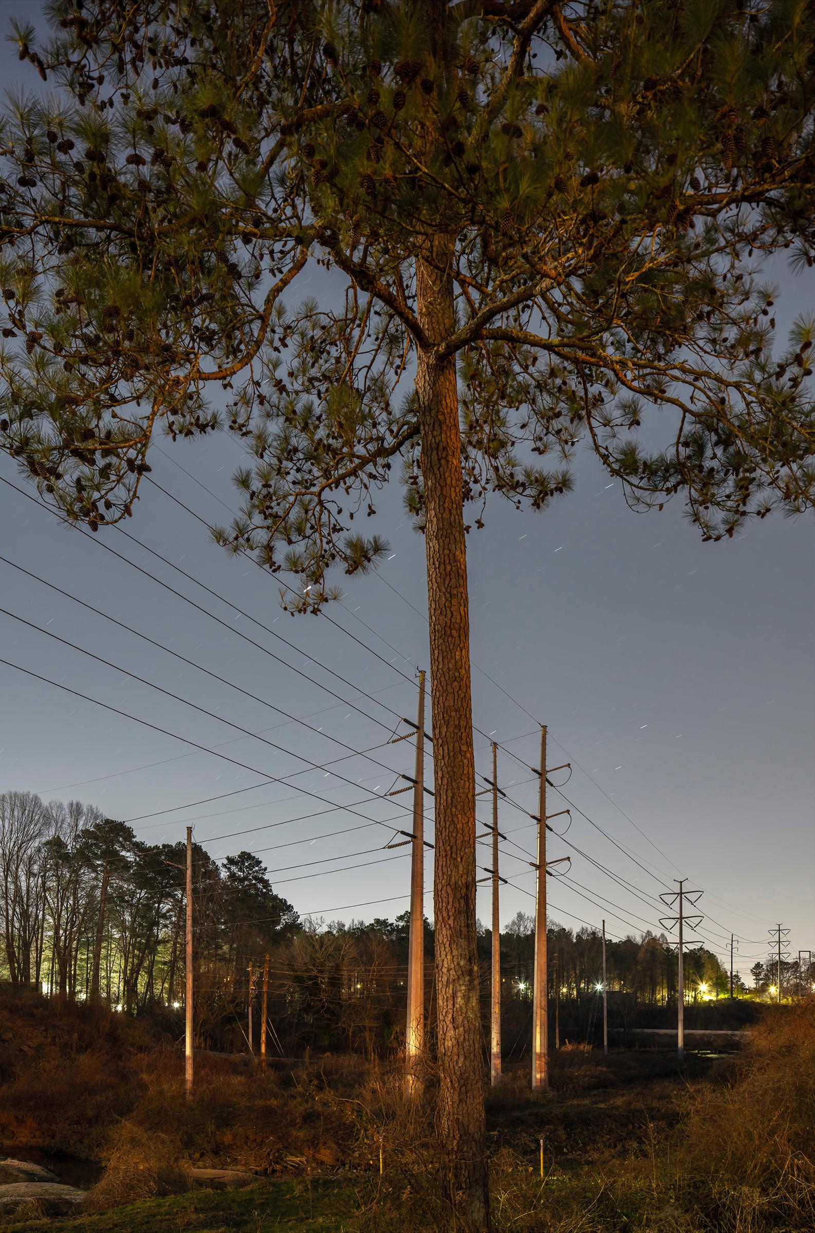 Peter Essick Color Photograph - "Loblolly Pine #1, Decatur, GA" Anthropocene landscape photography - Ray Metzker