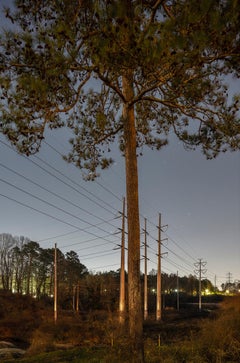 "Loblolly Pine #1, Decatur, GA" Anthropocene landscape photography - Ray Metzker