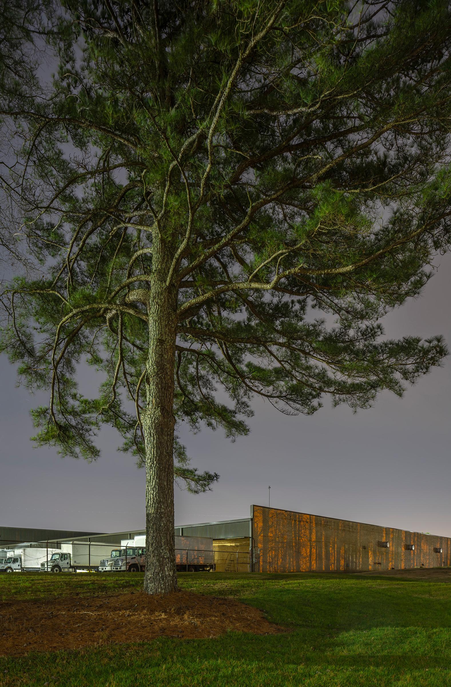 Peter Essick Color Photograph - "Loblolly Pine #2, Stone Mountain, GA" landscape photography - Ray Metzker