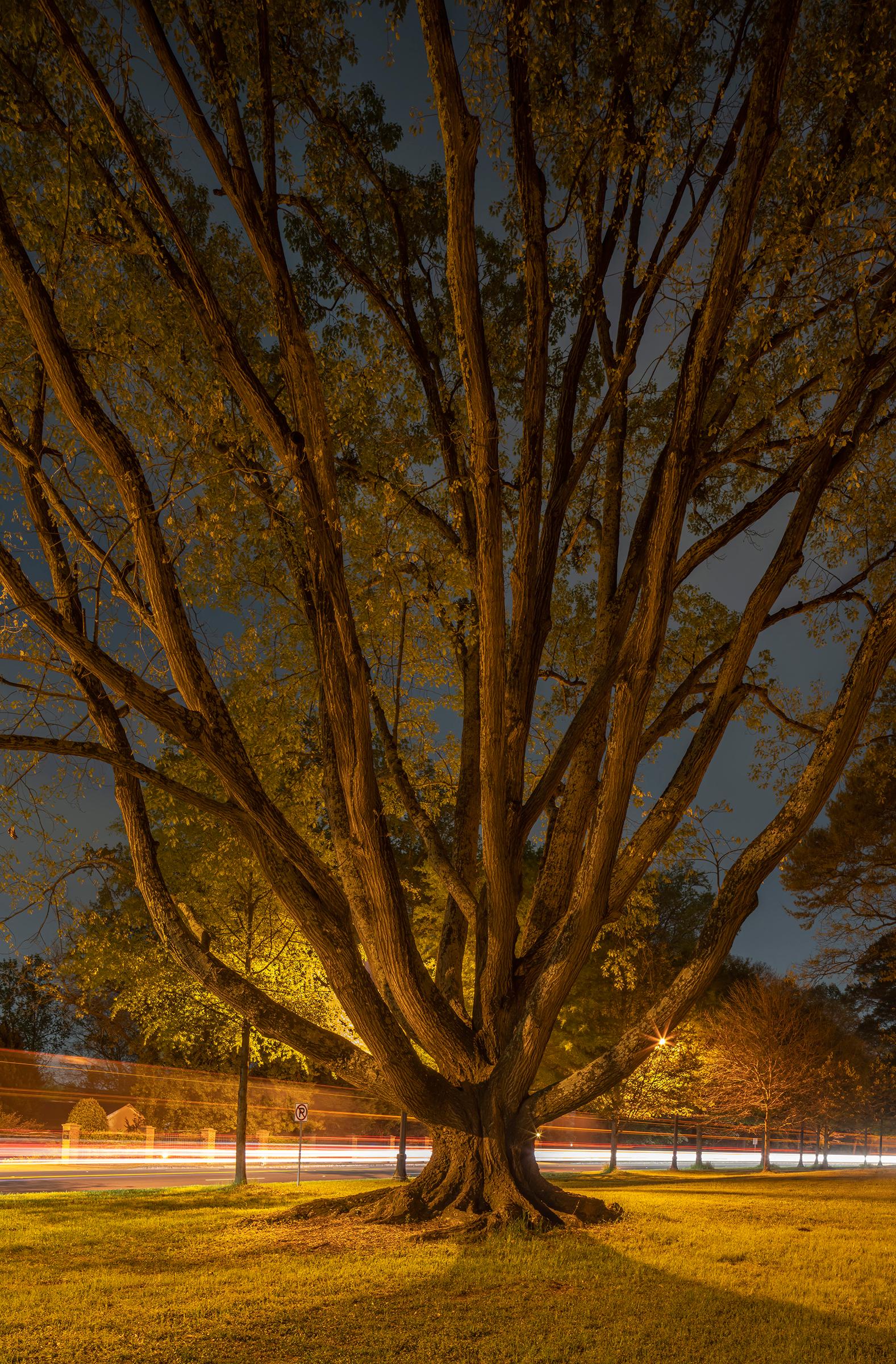 Peter Essick Landscape Photograph - "Northern Red Oak #1, Atlanta, GA" landscape photography - Ray Metzker