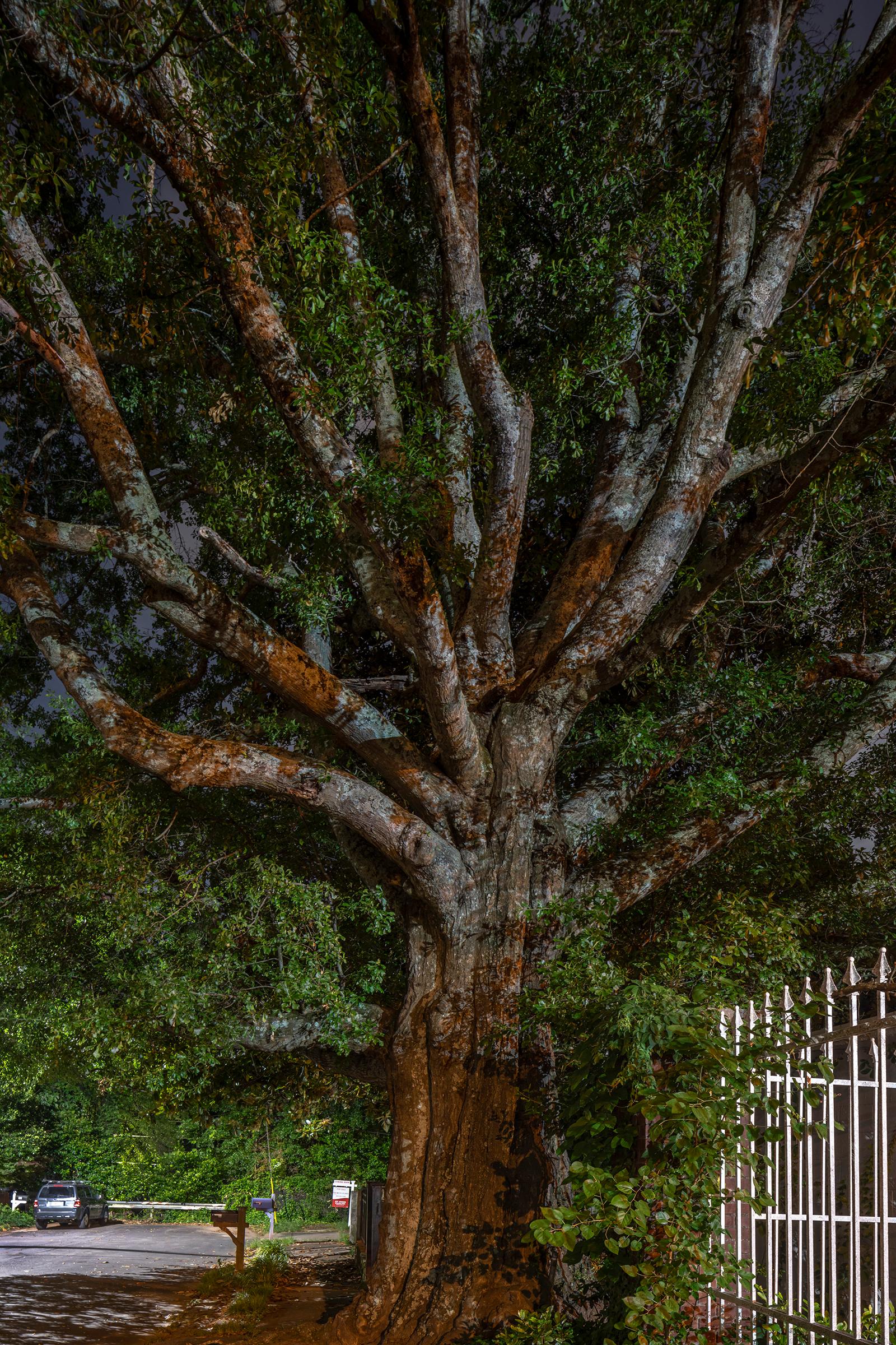 Peter Essick Landscape Photograph - "Water Oak #3, Atlanta, GA" Anthropocene landscape photography - Ray Metzker