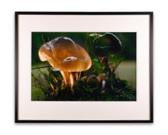 Peter Fischli & David Weiss "Untitled (Mushroom), 2006" Limited Edition Print