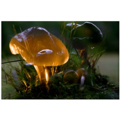 Peter Fischli & David Weiss "Untitled (Mushroom), 2006" Limited Edition Print