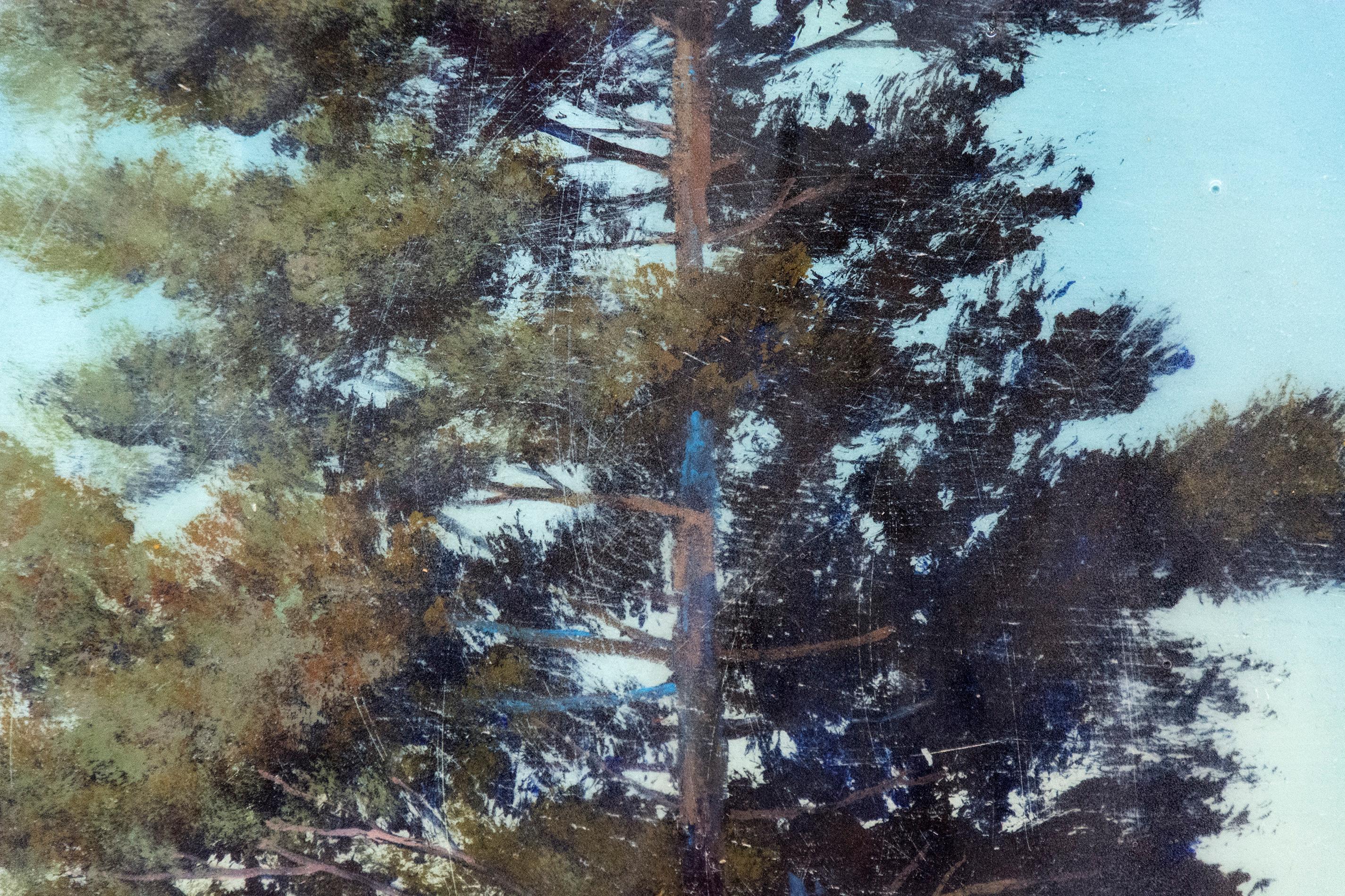 pine tree shadow