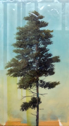 Pine Tree with Shadow