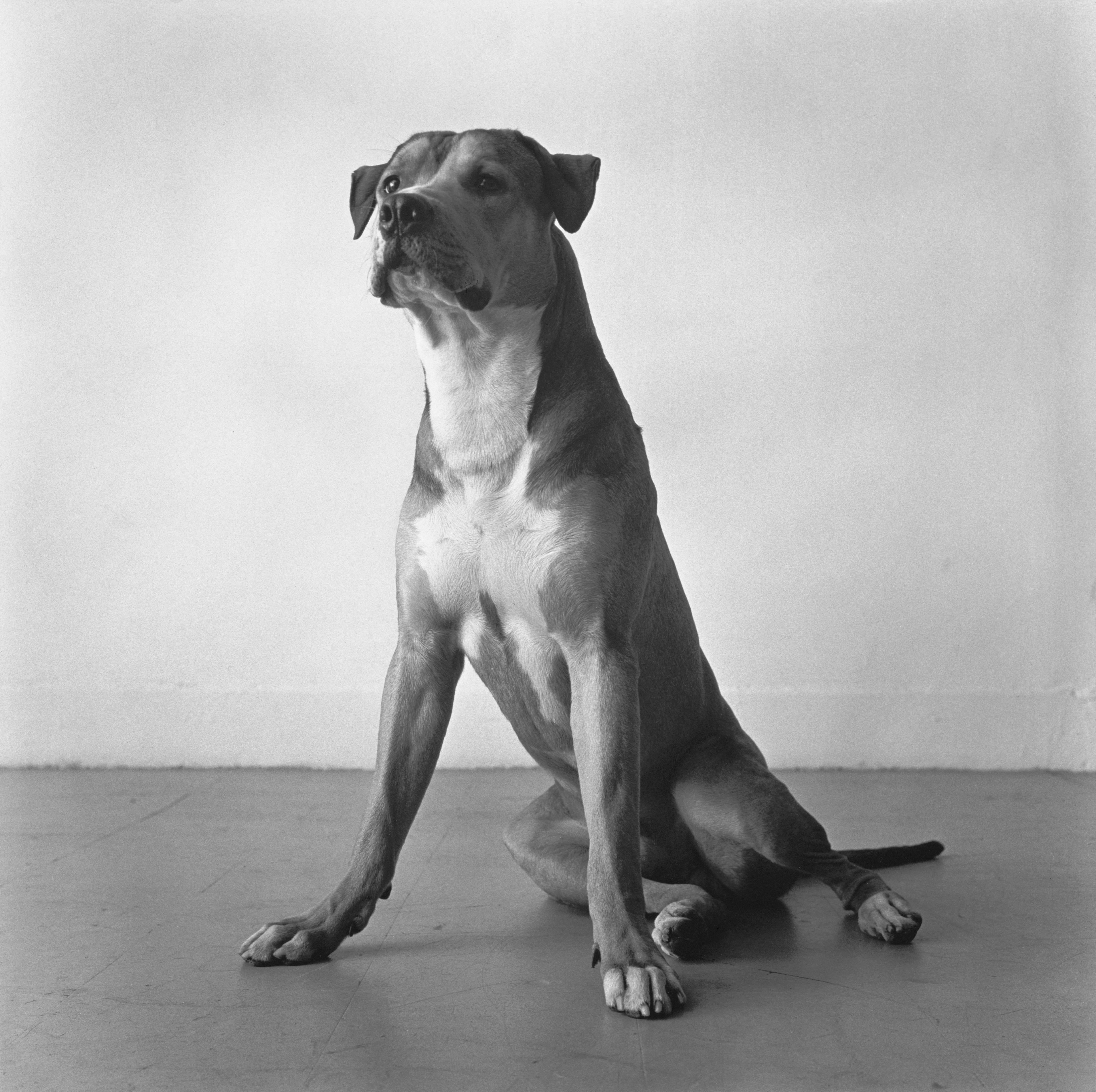 Reggie's Dog: Bouche Walker - Photograph by Peter Hujar