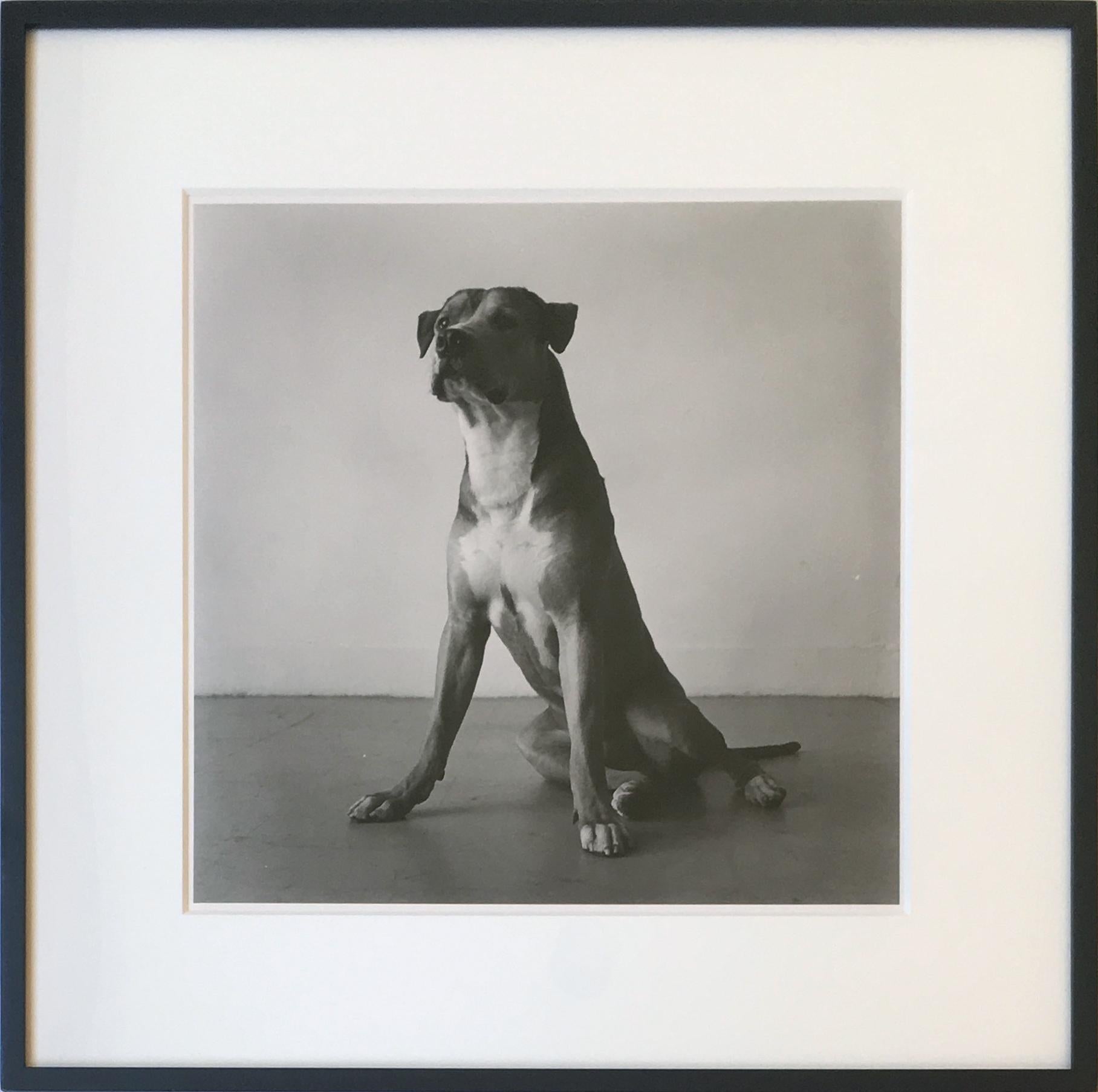 Peter Hujar Black and White Photograph - Reggie's Dog: Bouche Walker