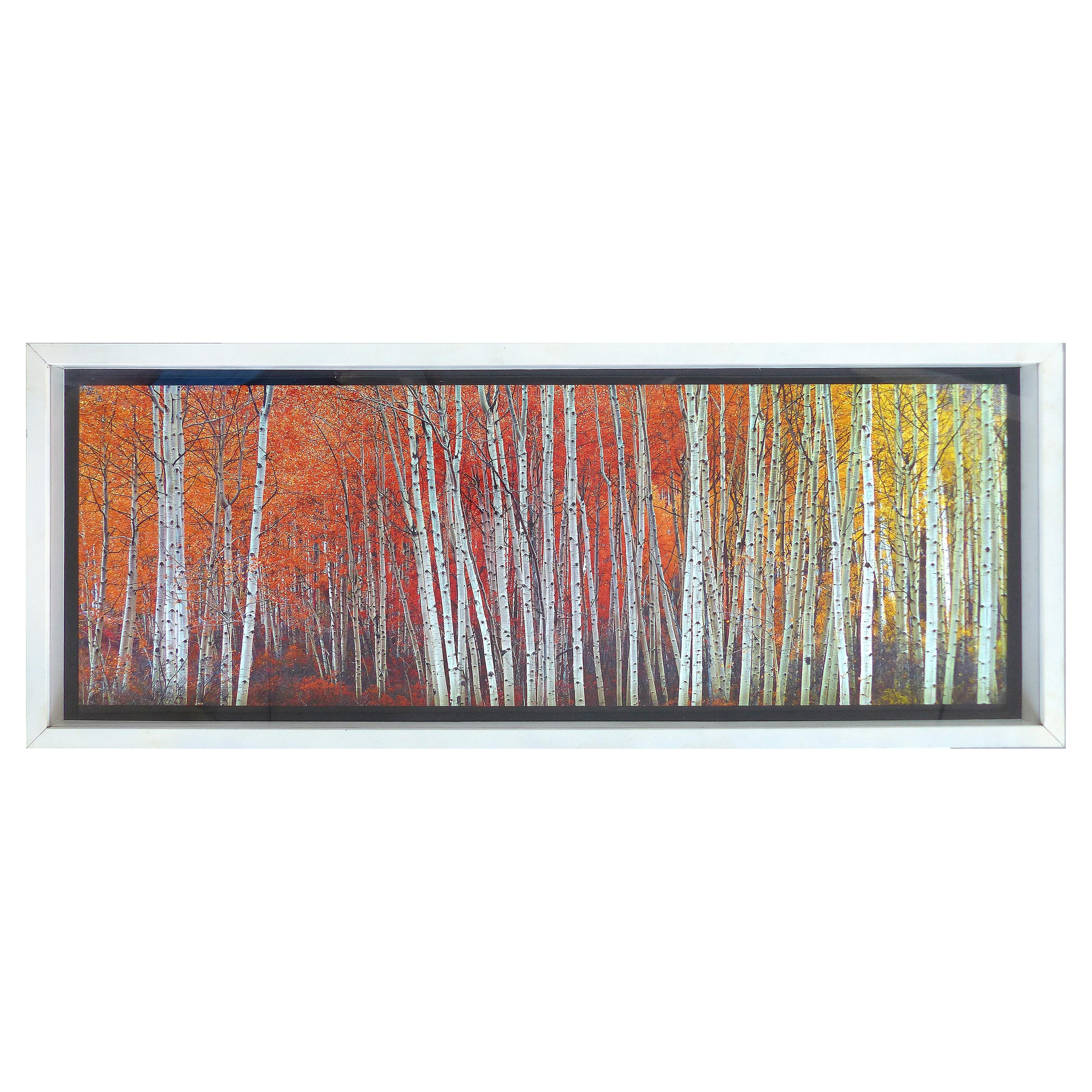 Peter Lik "Harmony" photographie d'art d'Aspen, CO