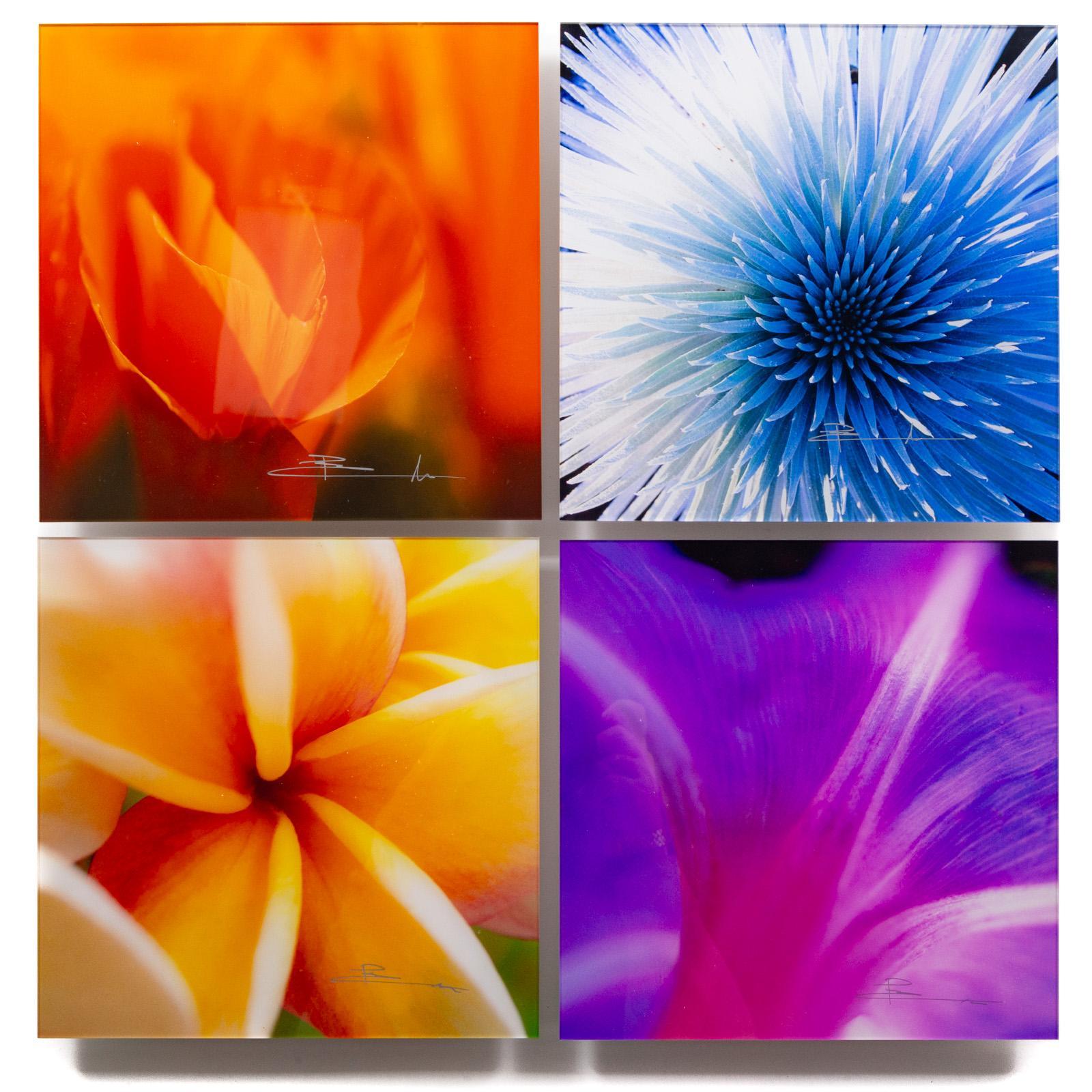 Landscape Photograph di Peter Lik - Fiori del Paradiso