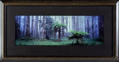 Peter Lik Ltd. Rare sold out 28/100 Small Edition 50k store retail Misty Forest