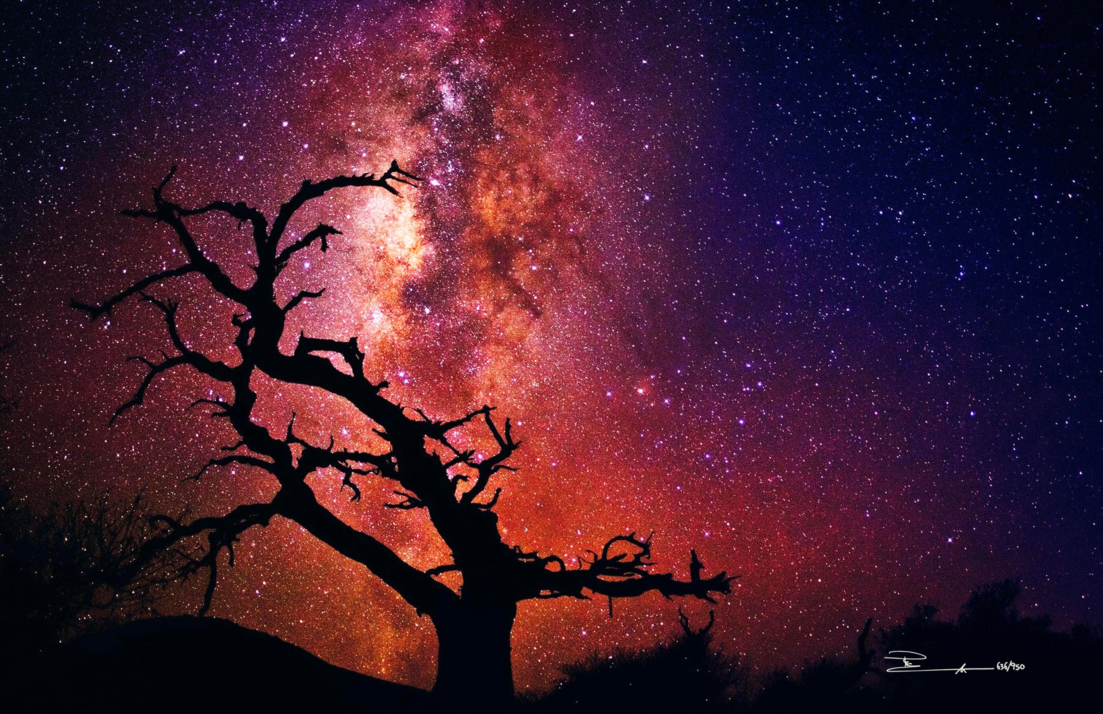 Tree Of The Universe (large signed photographic print) - Photograph by Peter Lik