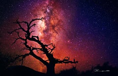 Tree Of The Universe (large signed photographic print)
