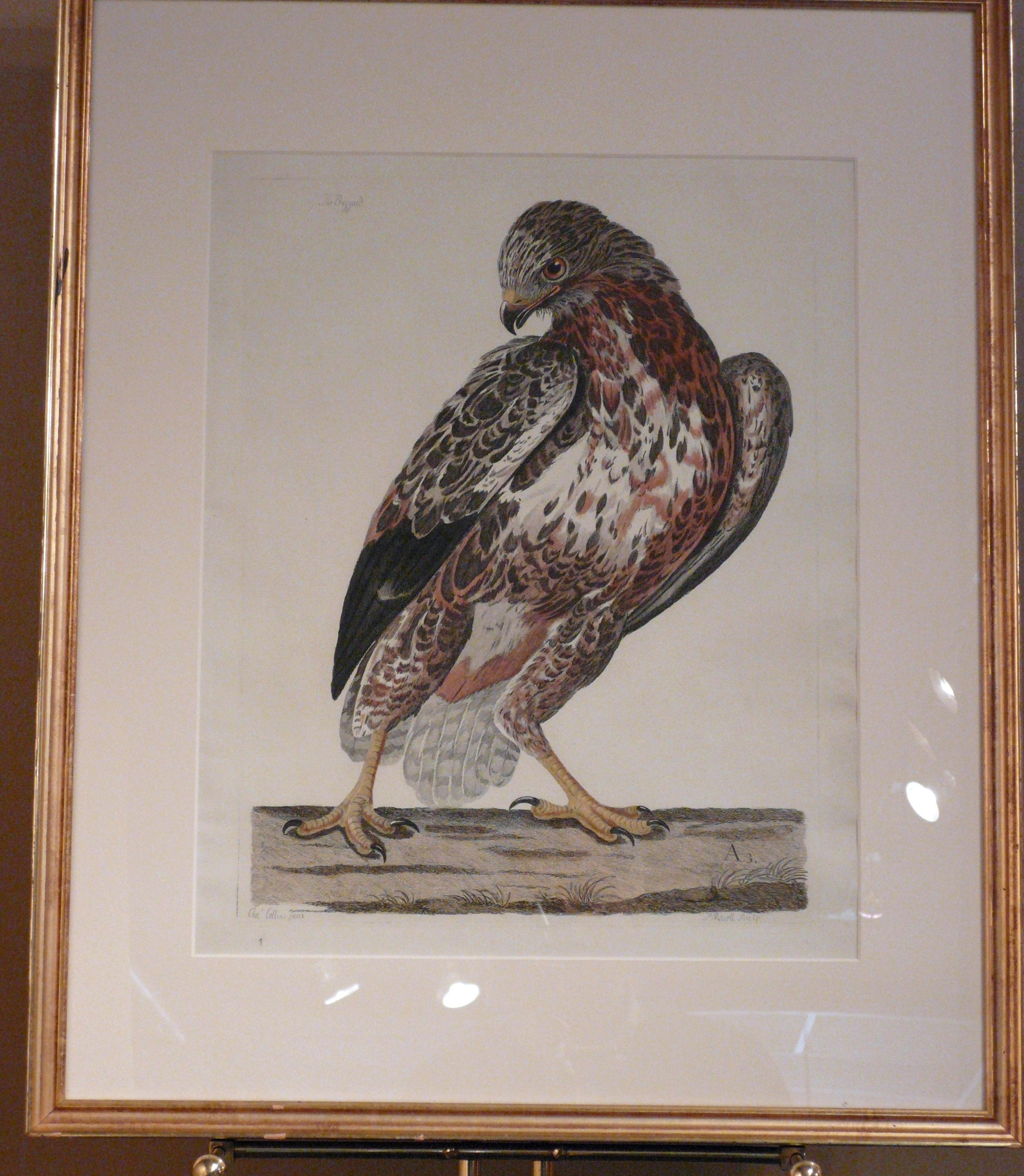 THE COMMON BUZZARD  - Print by Peter Mazel