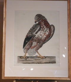 LE BUZZARD COMMANDANT