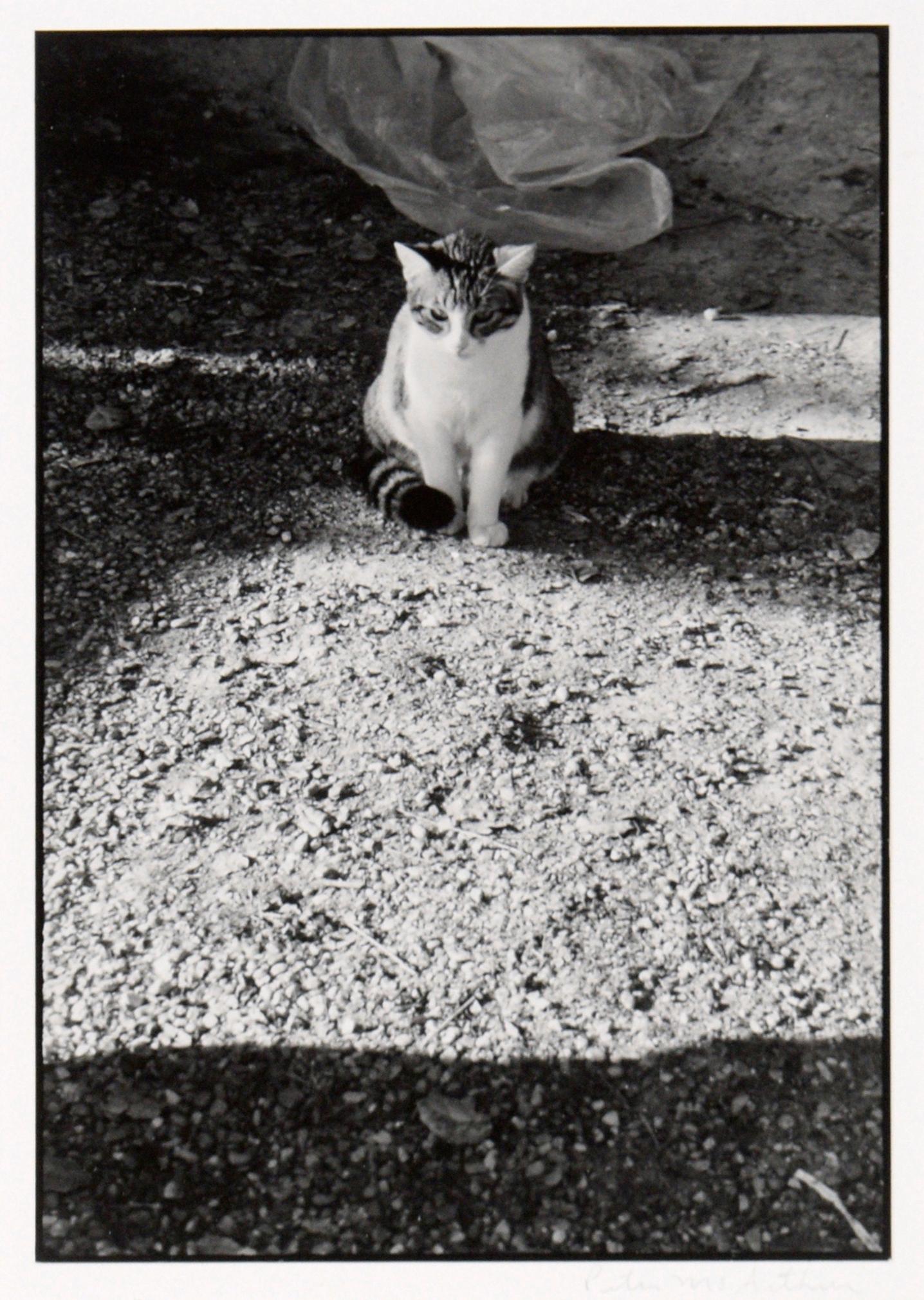 Chat dans l'ombre - Photo en noir et blanc de l'artiste Peter McArthur de Carmel en vente 1