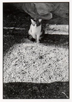 Cat in the Shadows - Black and White Photo by Carmel Artist Peter McArthur
