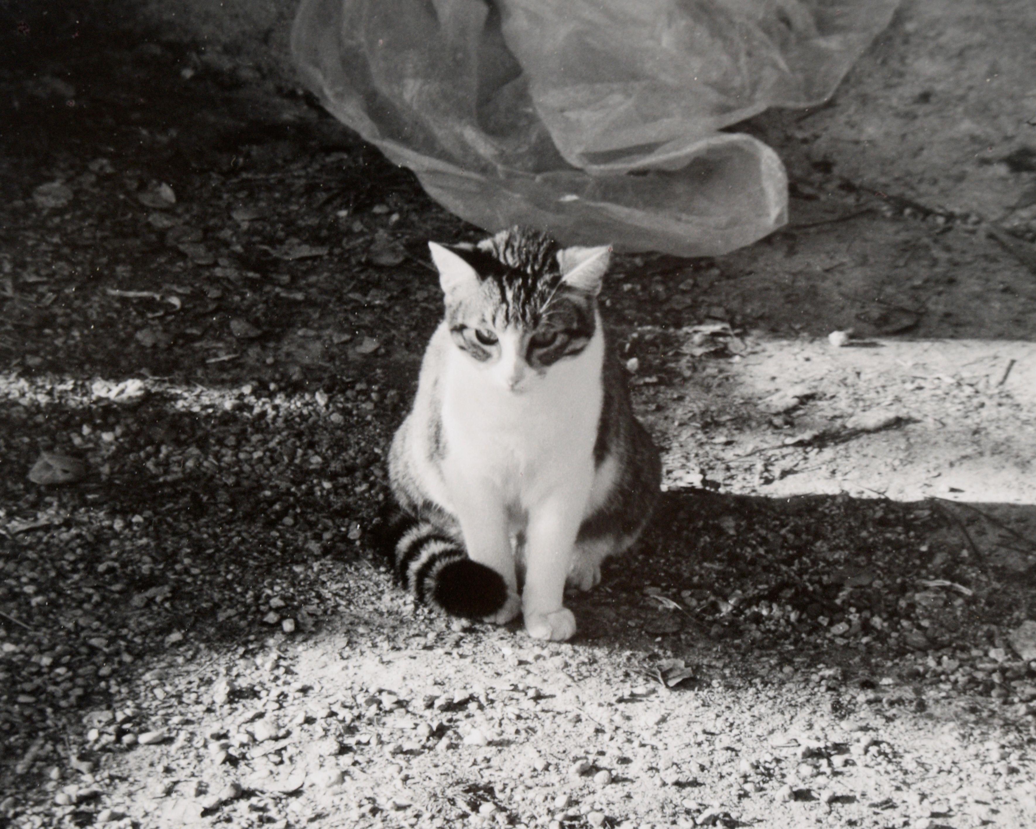 Chat dans l'ombre - Photo en noir et blanc de l'artiste Peter McArthur de Carmel en vente 2