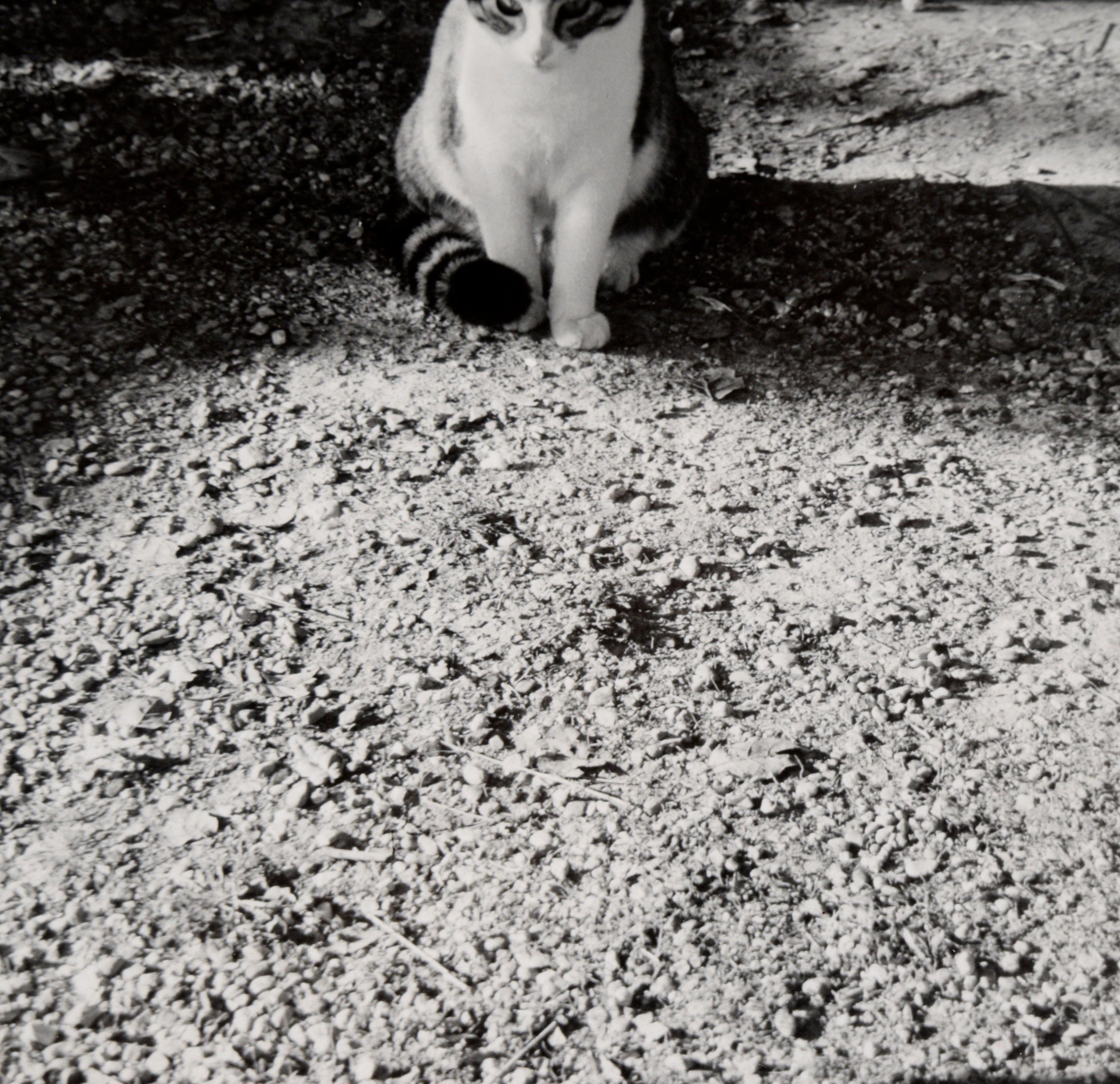 Black and white photo of a cat on a gravel road by Peter McArthur (American, b. 1947). In the top portion of the composition, a cat sits in the shadows of a gravel road. The exposure of the photograph perfectly captures the texture of the gravel,