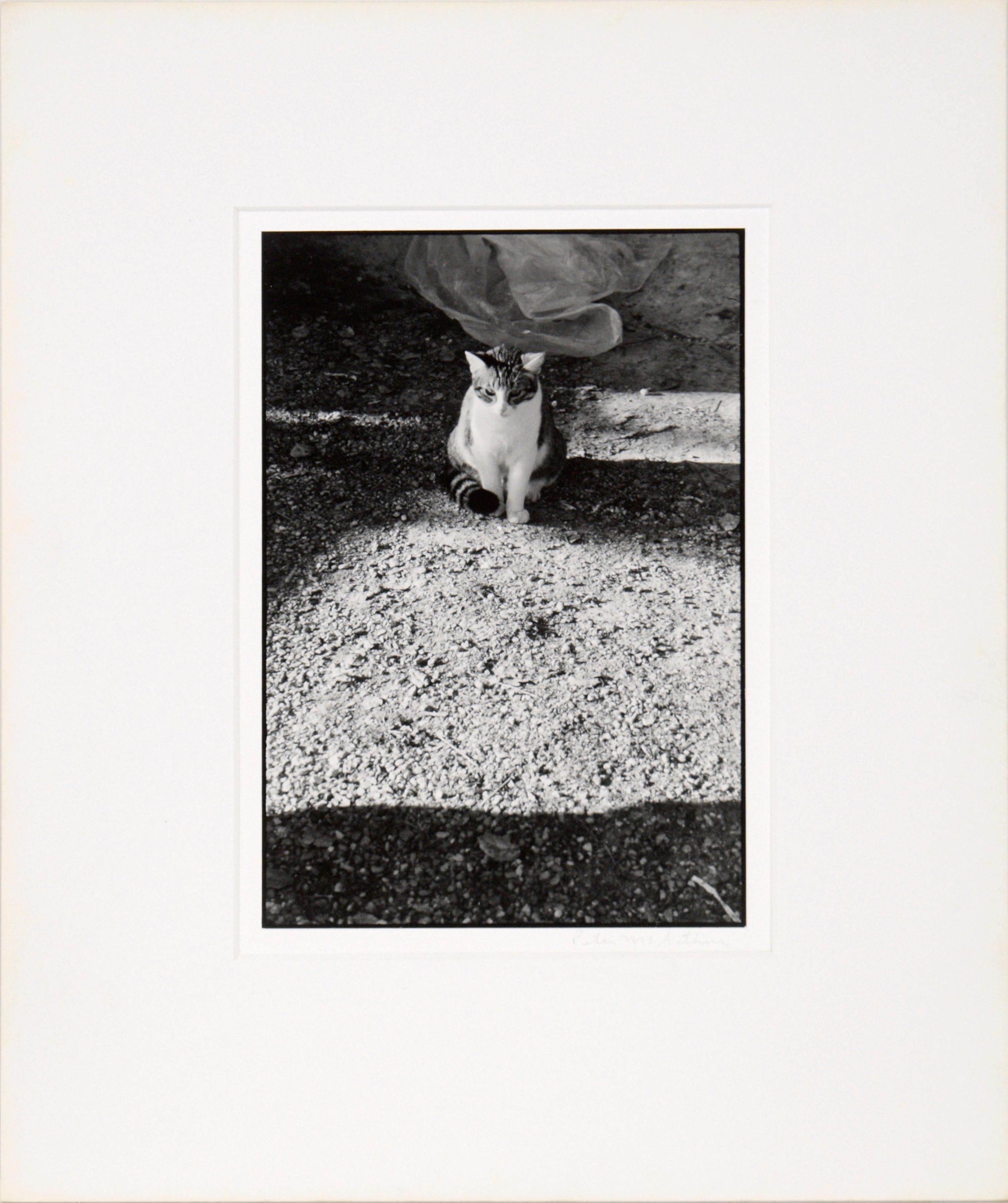 Photo en noir et blanc d'un chat sur une route de gravier par Peter McArthur (américain, né en 1947). Dans la partie supérieure de la composition, un chat est assis dans l'ombre d'une route de gravier. L'exposition de la photographie capture