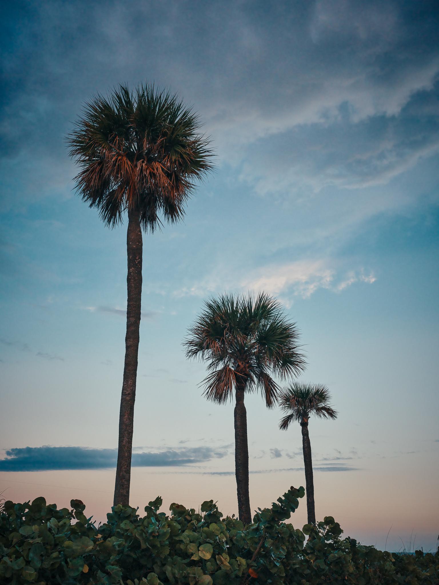 Peter Mendelson Landscape Photograph - "Sunset Palms, " Contemporary Coastal Photograph, 32" x 24"