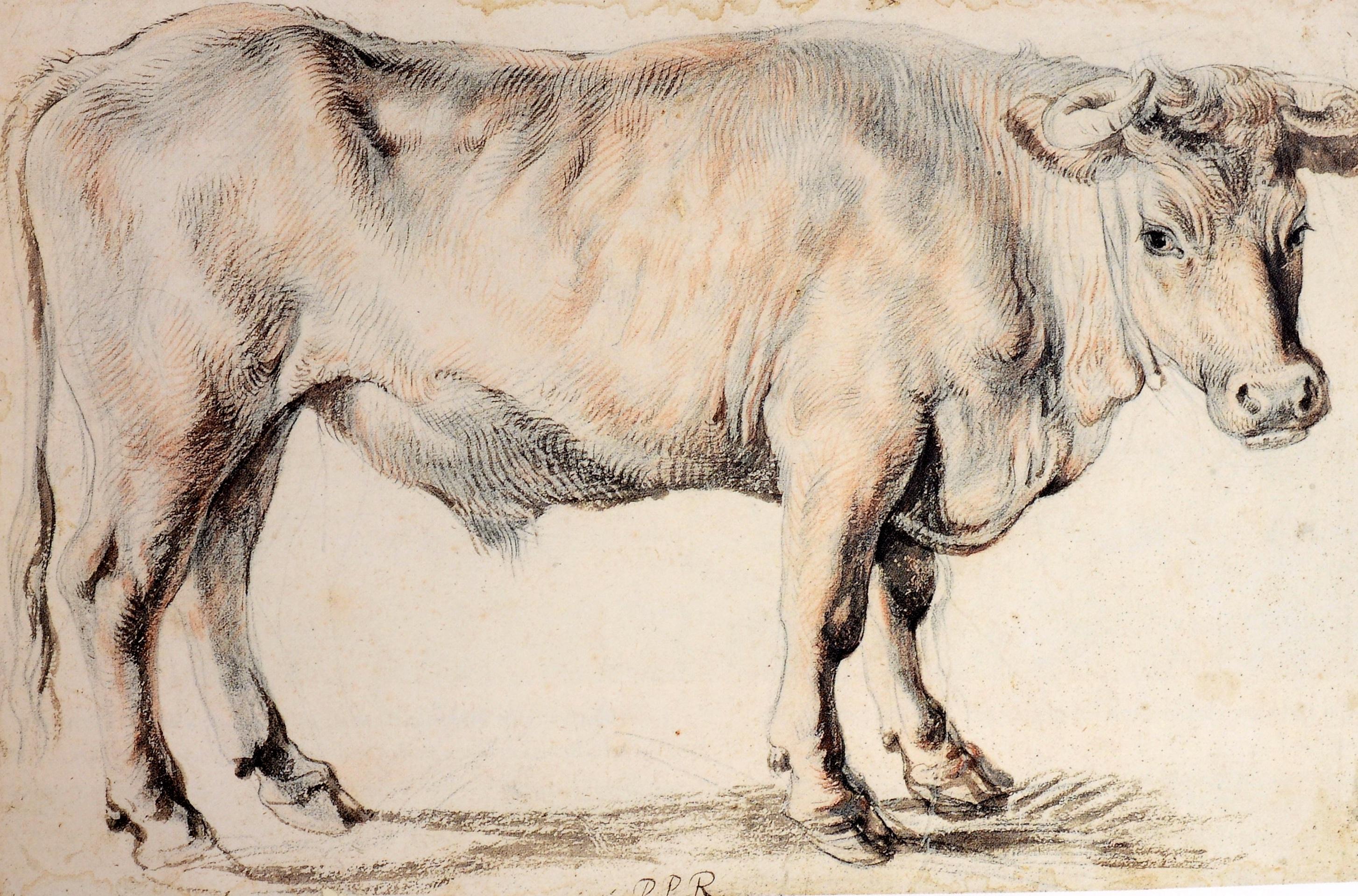 Ausstellungskatalog von Anne Marie Logan: The Drawings von Peter Paul Rubens, 1. Auflage (21. Jahrhundert und zeitgenössisch) im Angebot