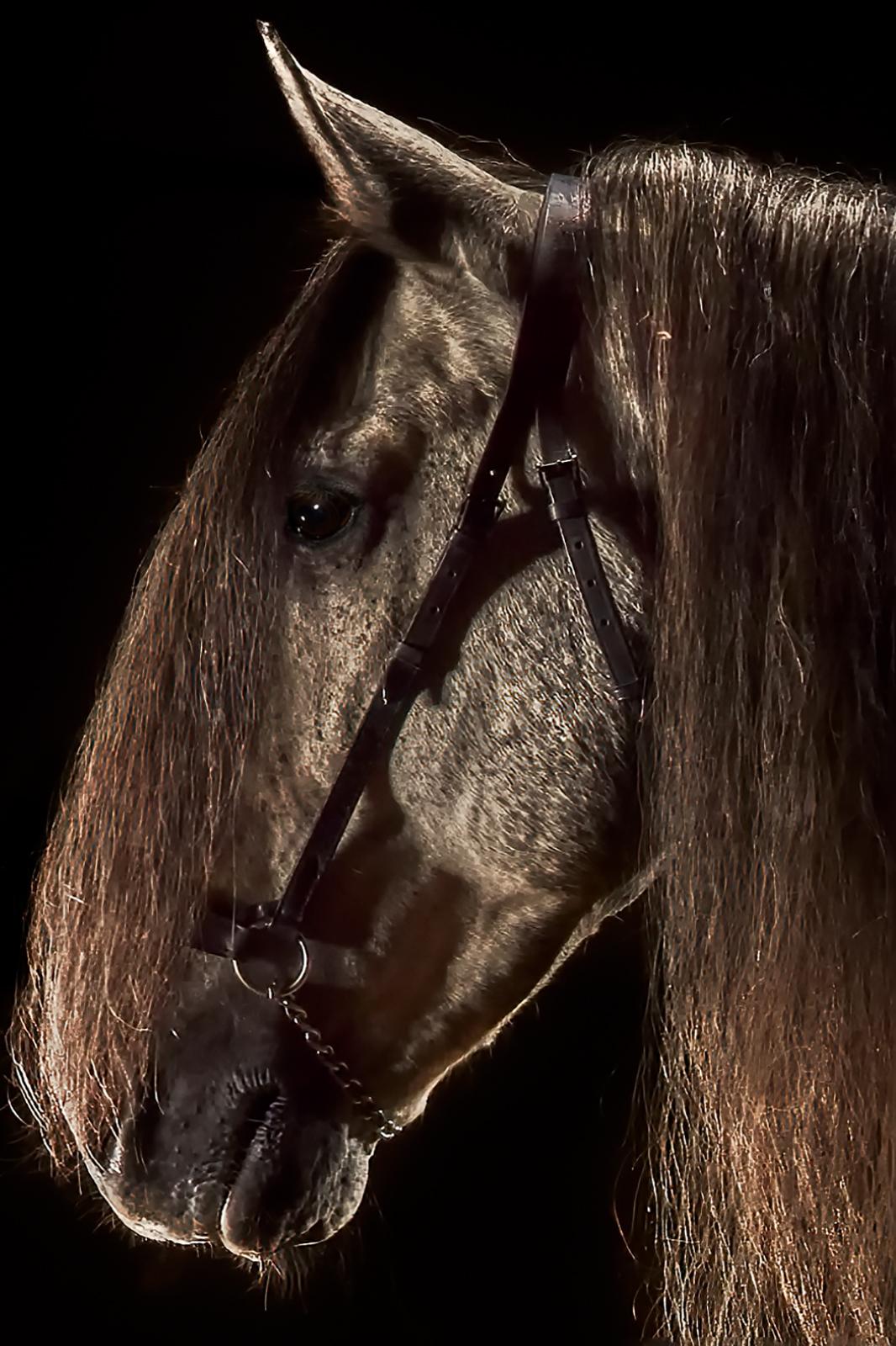 Horse 1 - Impression d'art limitée signée, animal, photo marron, contemporaine - Photograph de Peter Ridge