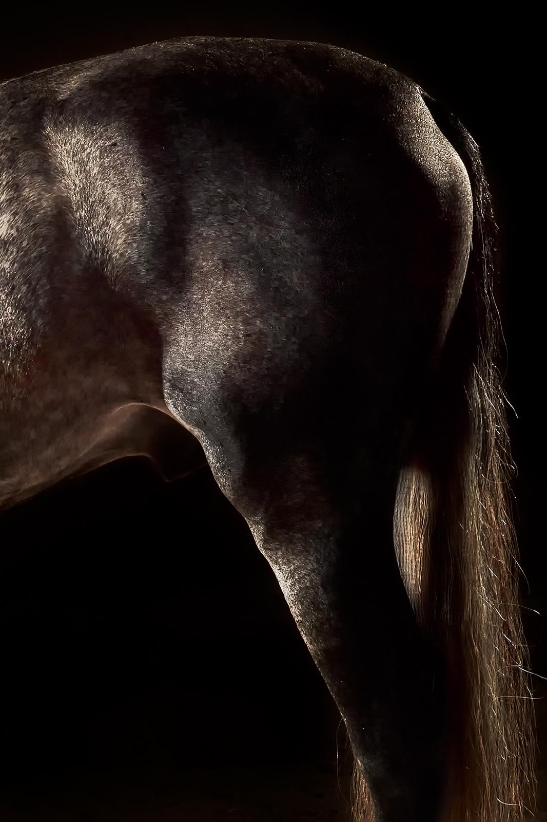 Horse 1 - Impression d'art limitée signée, animal, photo marron, contemporaine - Moderne Photograph par Peter Ridge
