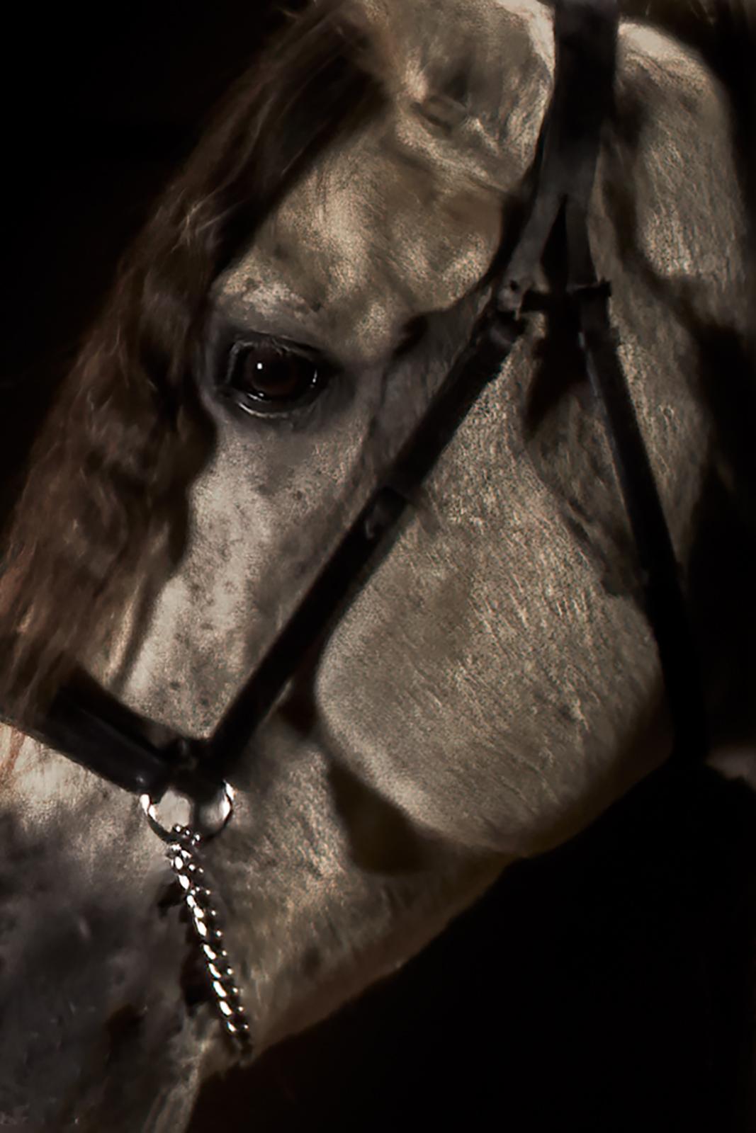 Horse 2- Signed limited edition animal contemporary print, still life, Black - Photograph by Peter Ridge