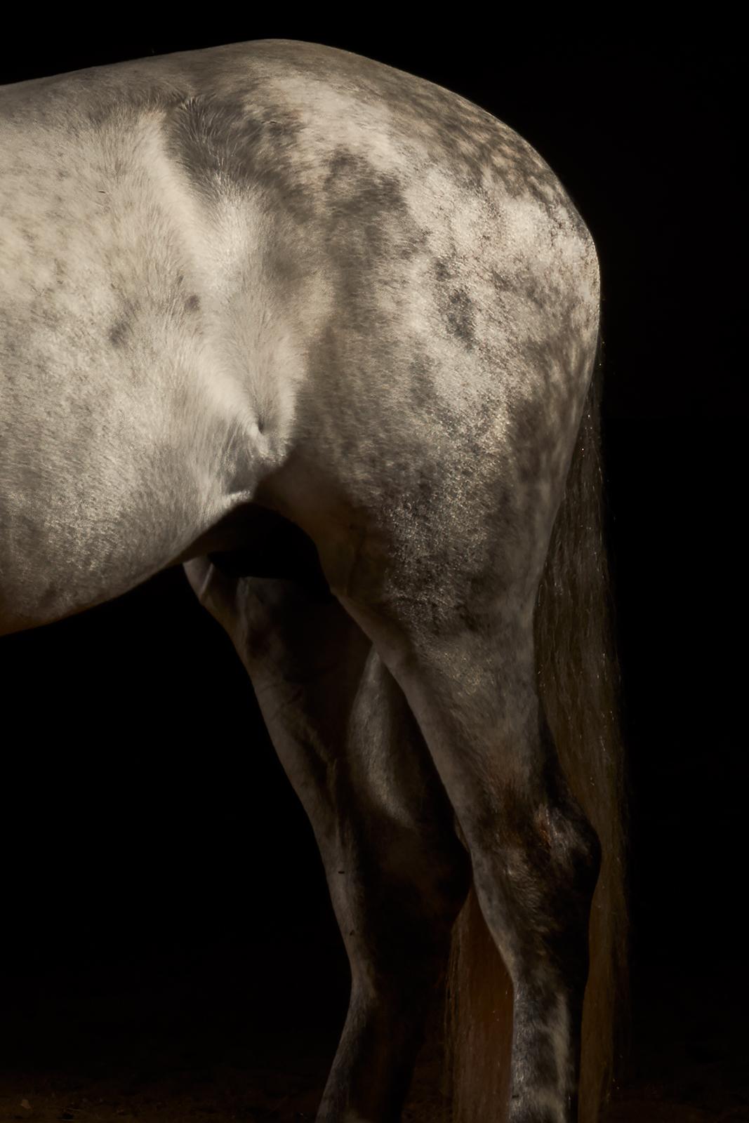 Horse 2- Signed limited edition animal contemporary print, still life, Black - Contemporary Photograph by Peter Ridge