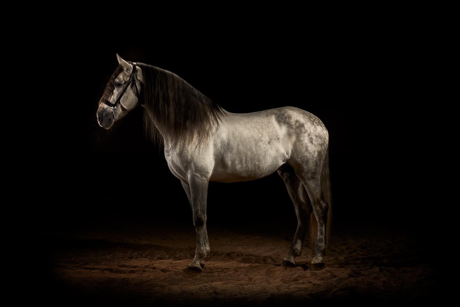 Peter Ridge Color Photograph – Pferd 2- Signierter zeitgenössischer Tierdruck in limitierter Auflage, Stillleben, Schwarz