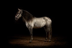 Horse 2- Signed limited edition animal contemporary print, still life, Black