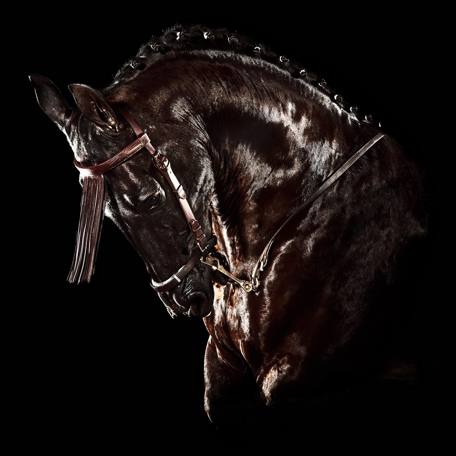  Horse 3- Signed Limited still life print, Animal, Contemporary, Square Portrait - Black Still-Life Photograph by Peter Ridge