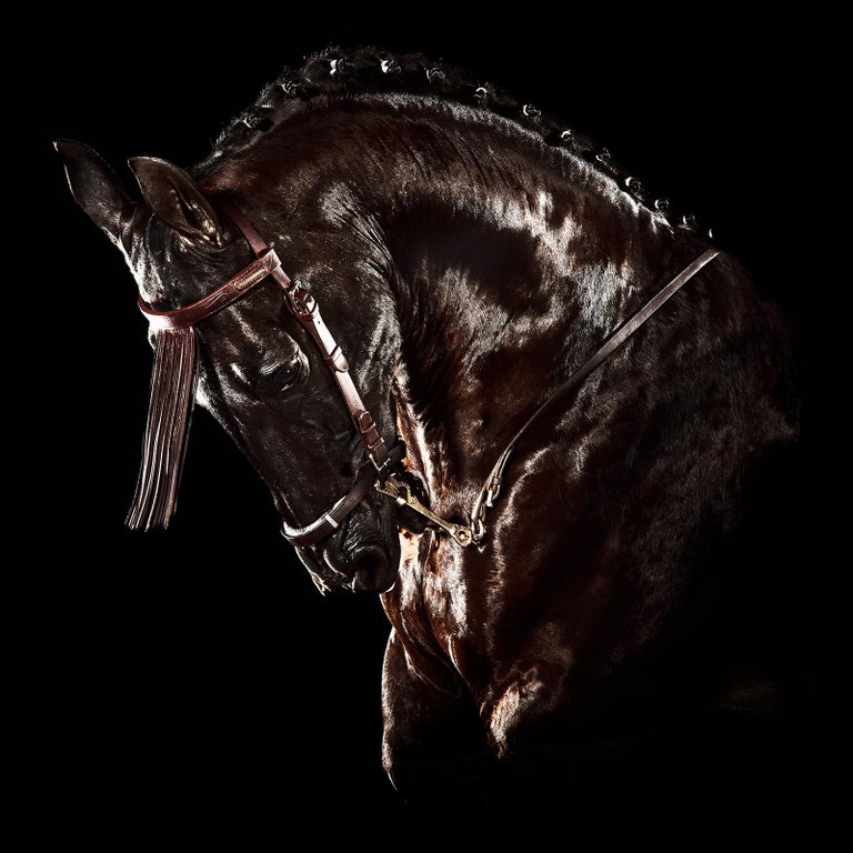 Peter Ridge Peter Ridge - Horse 3 - Signed limited edition archival pigment print ...