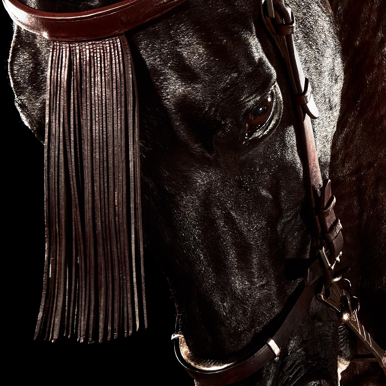 Horse 4  - Signed limited edition horse pigment print, still life square, Animal - Photograph by Peter Ridge