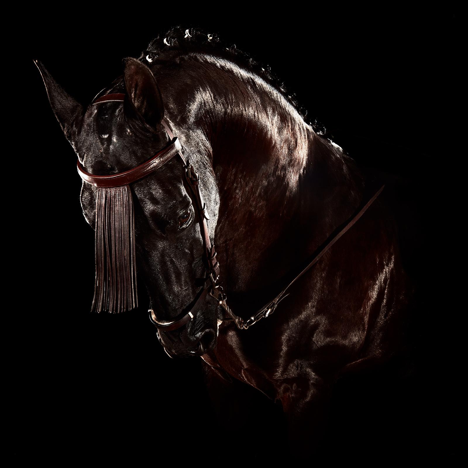 Pferd 4  - Signierter Pigmentdruck eines Pferdes in limitierter Auflage, Stillleben im Quadrat, Tier (Schwarz), Still-Life Photograph, von Peter Ridge